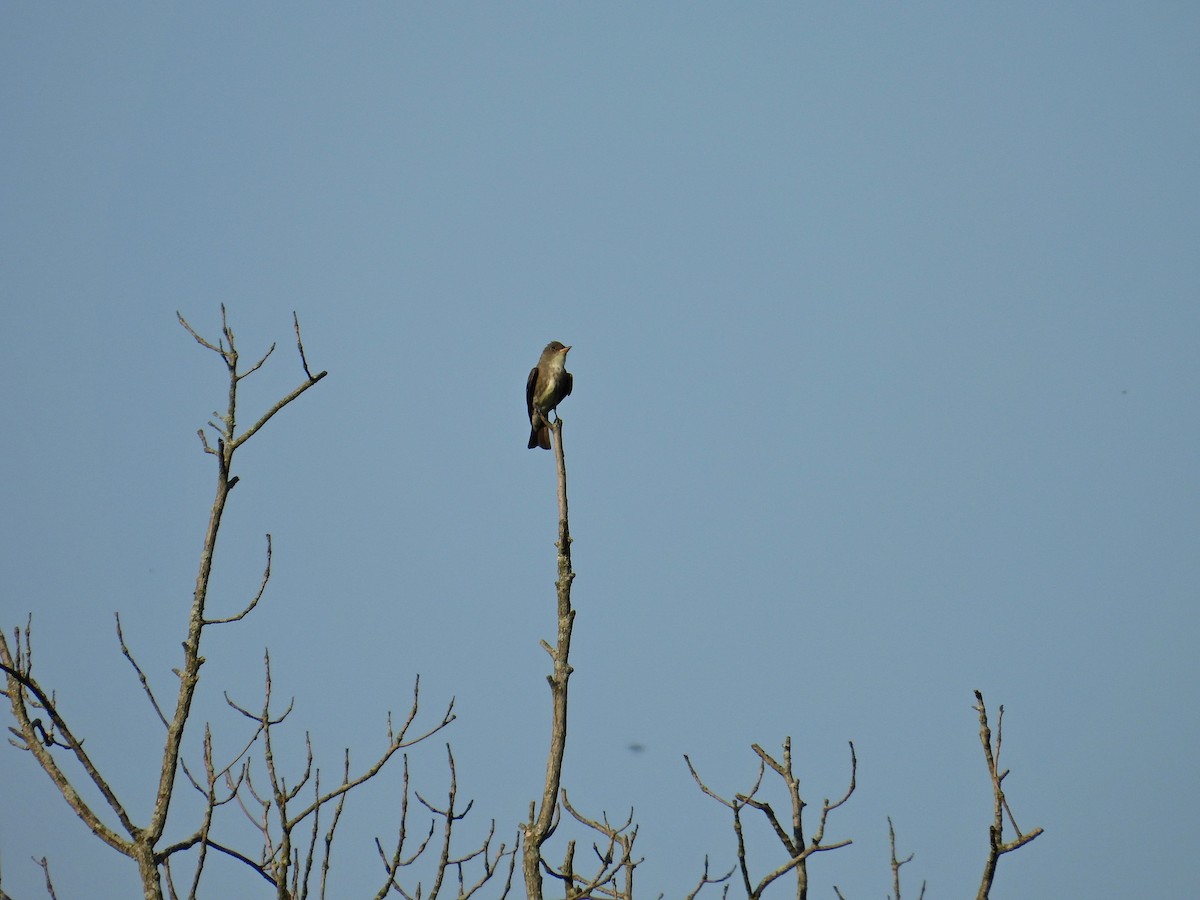 Olive-sided Flycatcher - Jason Kline