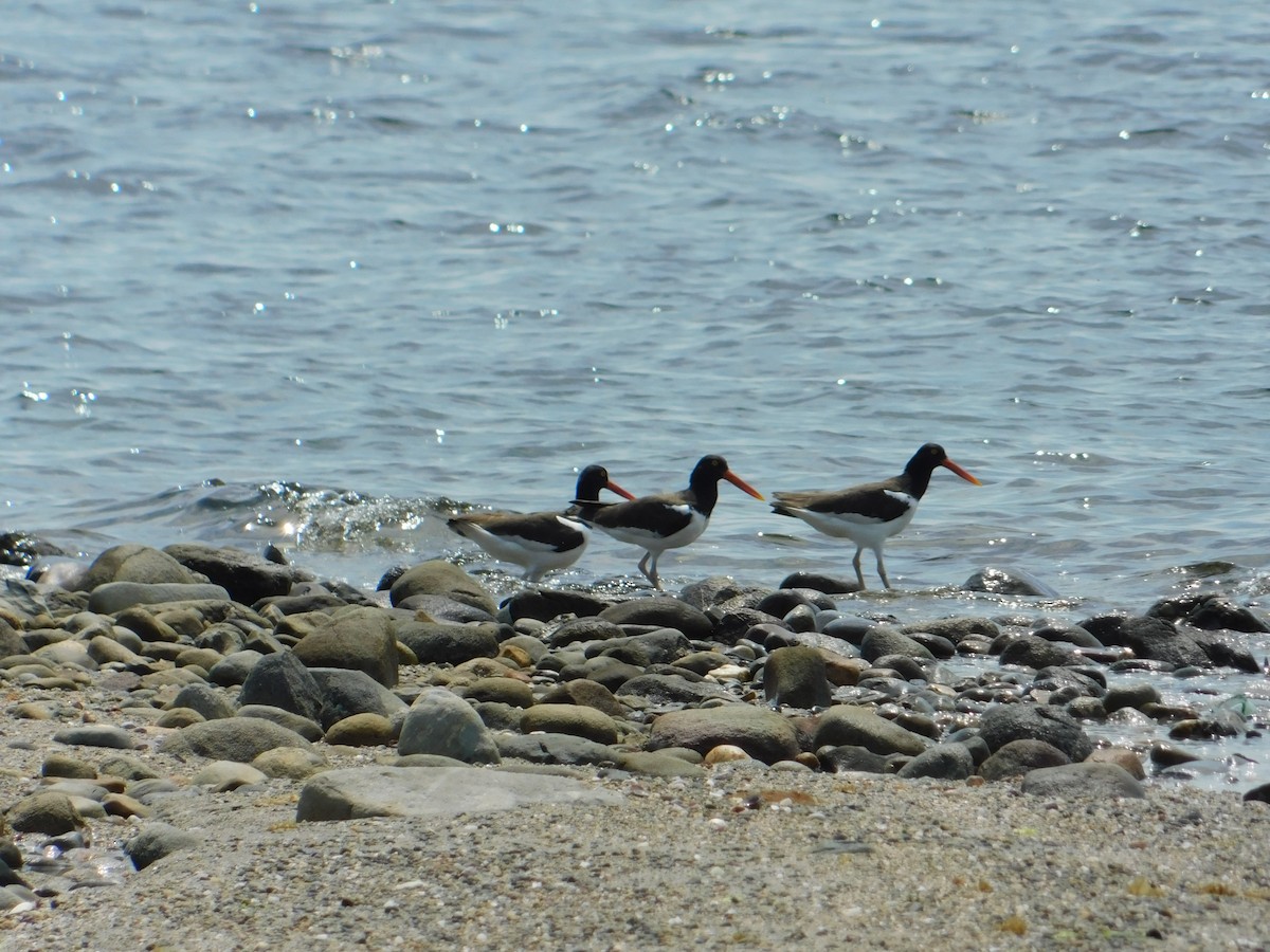 American Oystercatcher - Luis Mendes