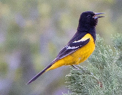 Scott's Oriole - ML619650384