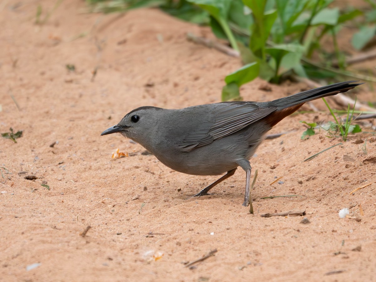 Gray Catbird - Natalie Barkhouse-Bishop