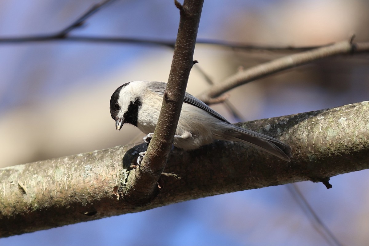 Carolina Chickadee - Peyton Stone