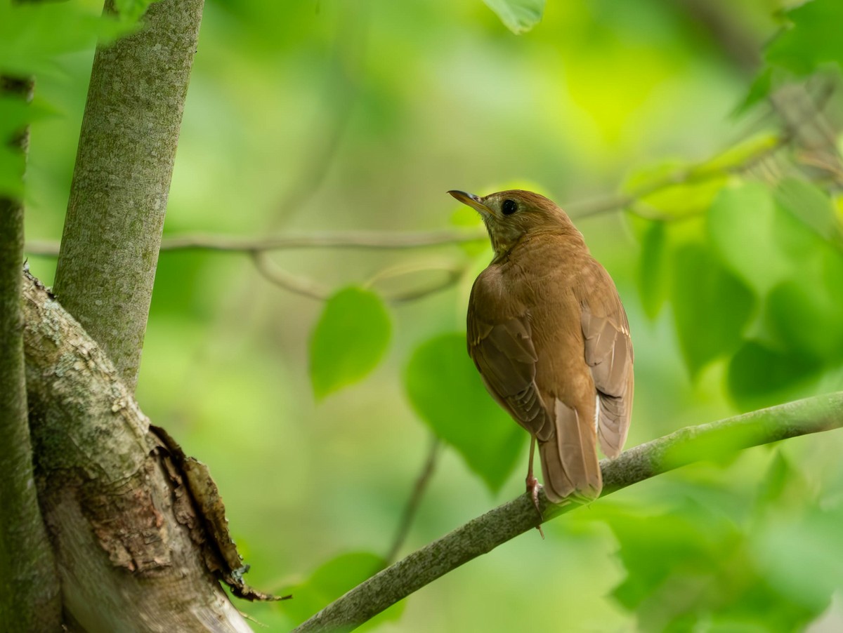 Veery - Natalie Barkhouse-Bishop