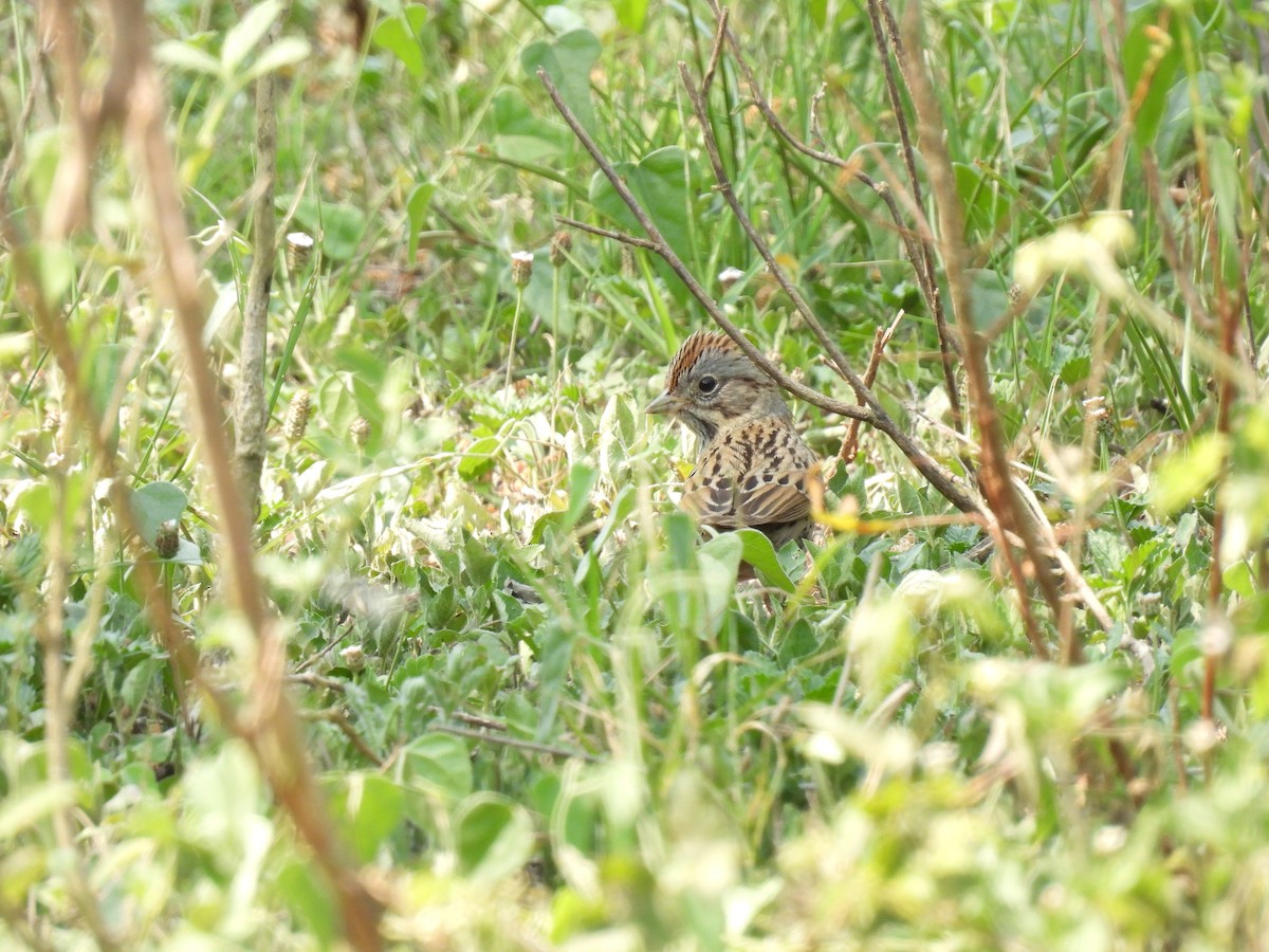 Lincoln's Sparrow - ML619650401