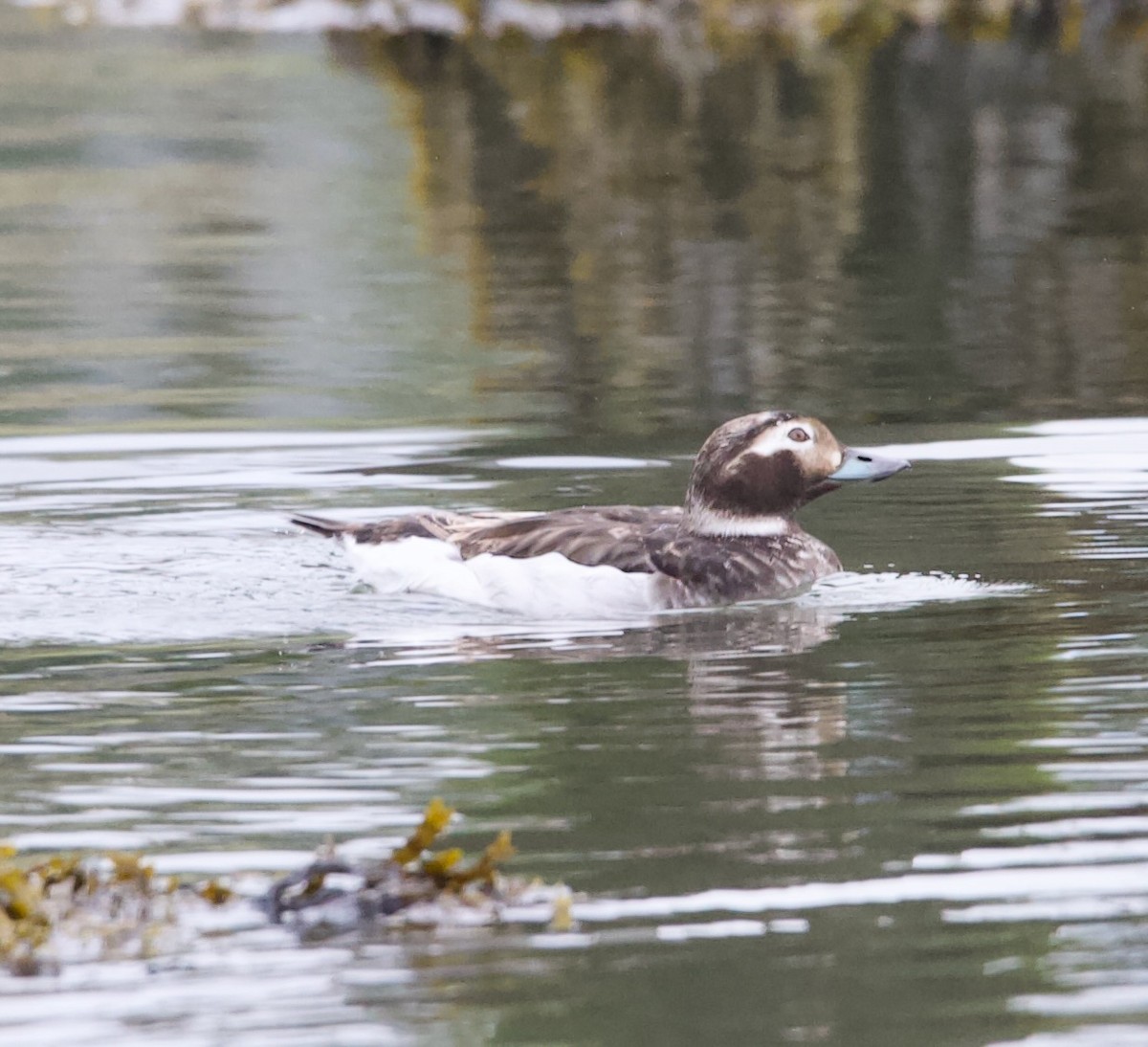 Long-tailed Duck - Douglas Baird