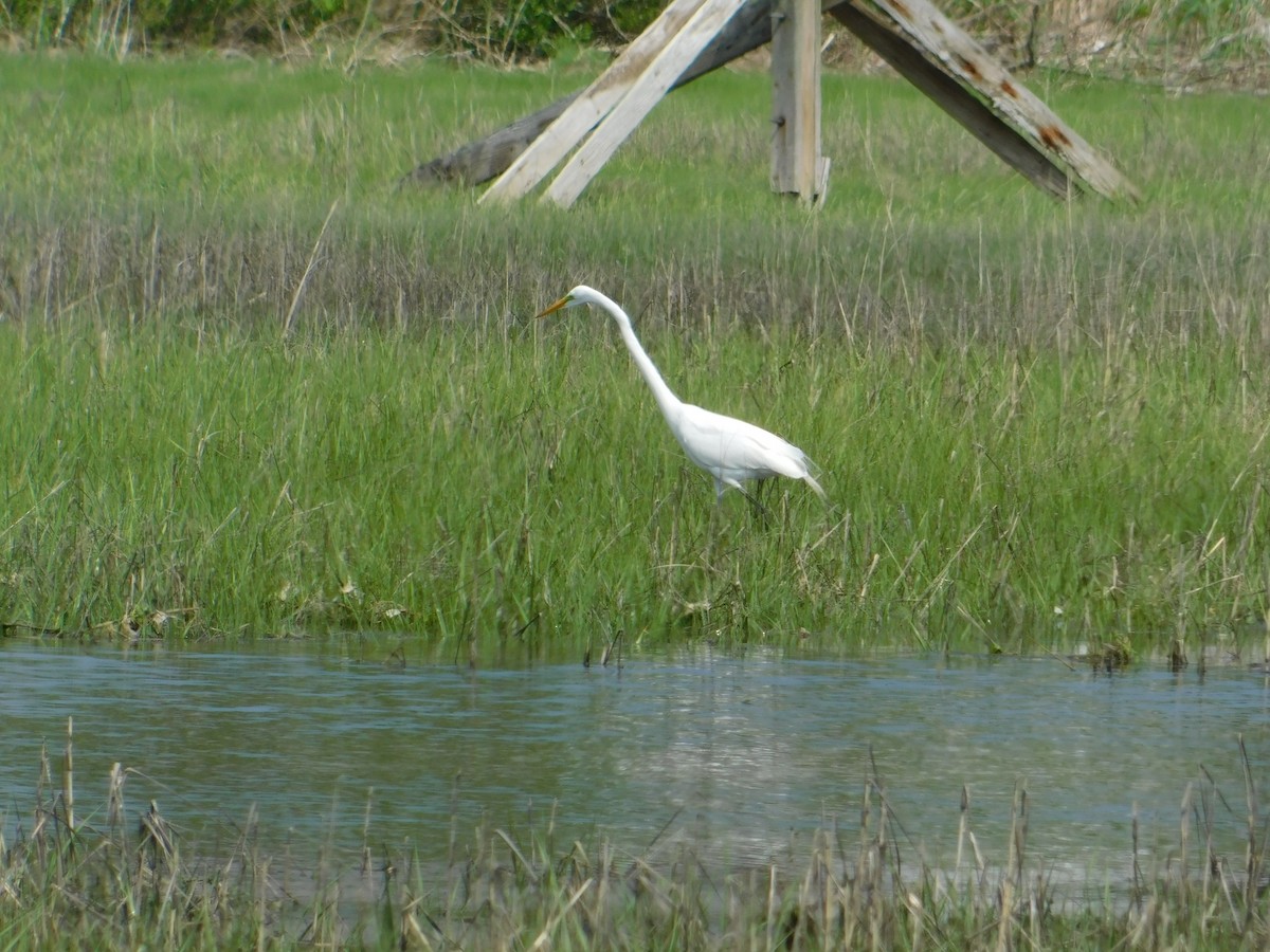 Great Egret - Luis Mendes