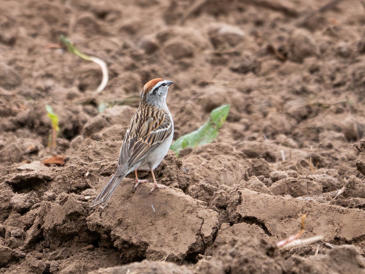 Chipping Sparrow - Natalie Barkhouse-Bishop