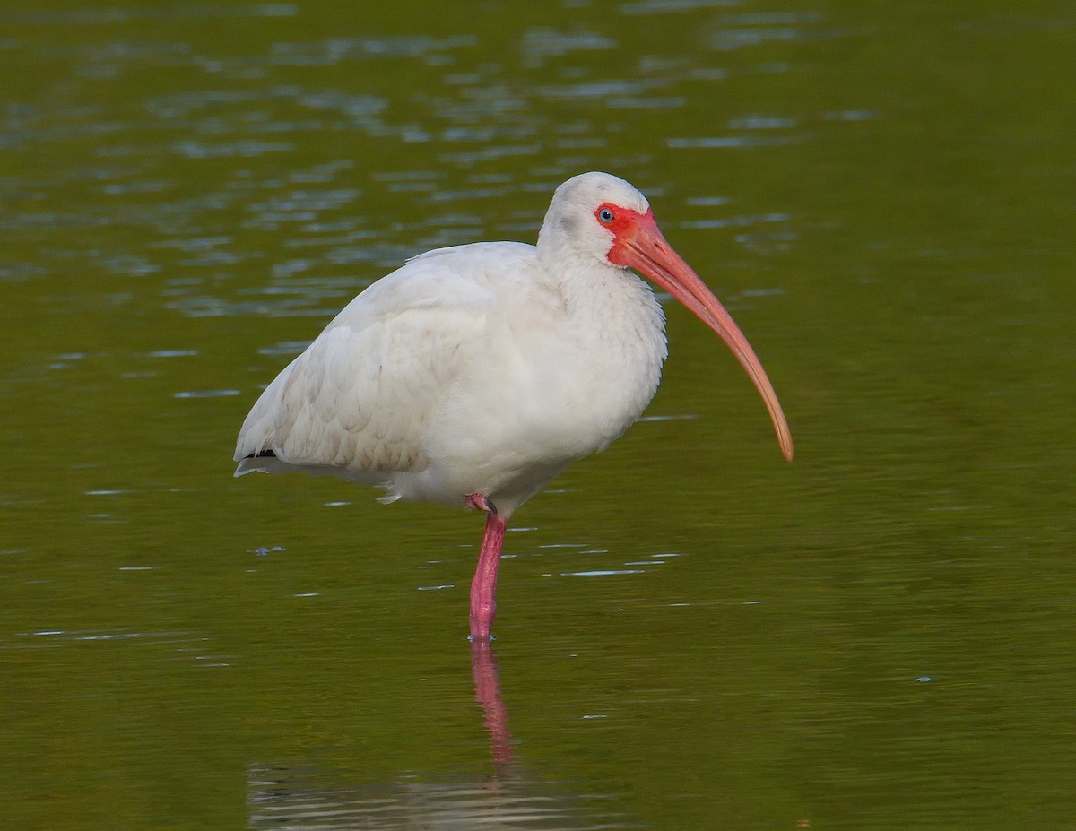 ibis bílý - ML619650420