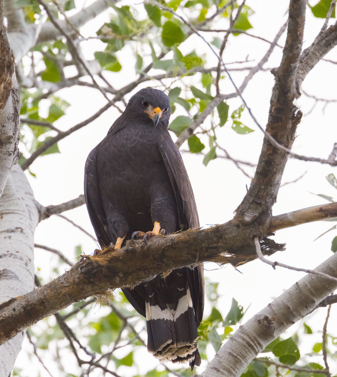 Common Black Hawk - ML619650426