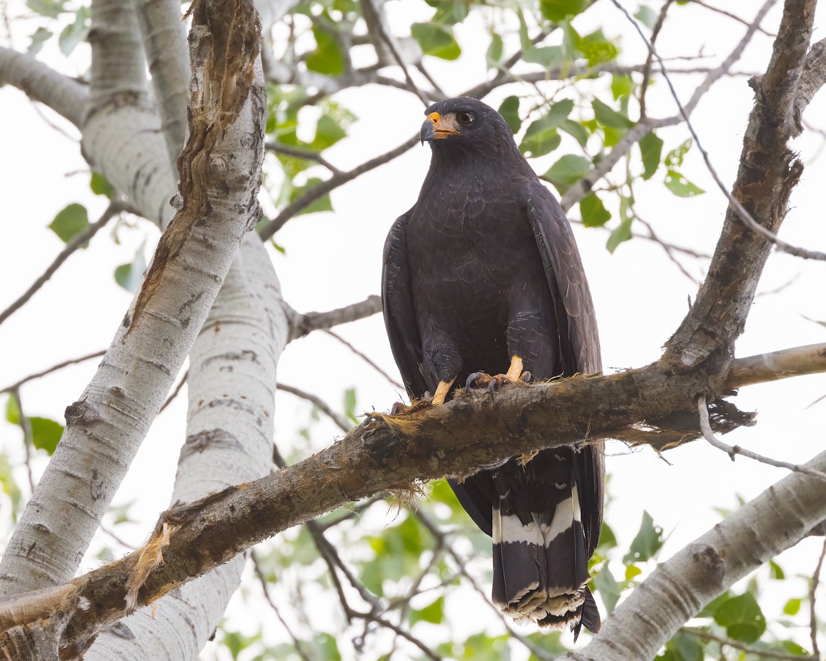 Common Black Hawk - ML619650428