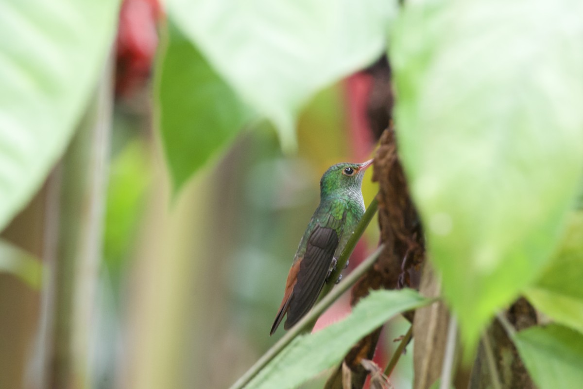 Rufous-tailed Hummingbird - allie bluestein