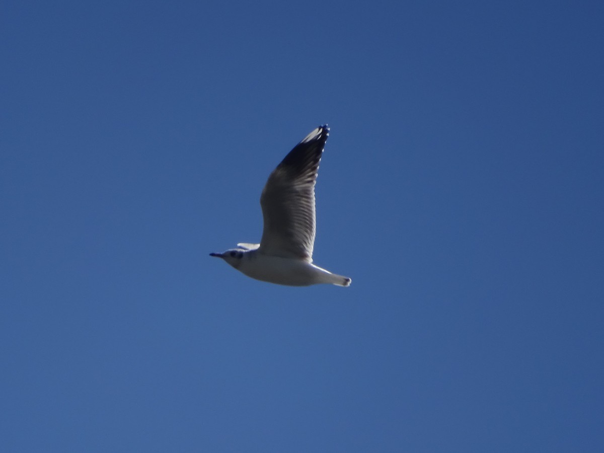 Brown-hooded Gull - ML619650435