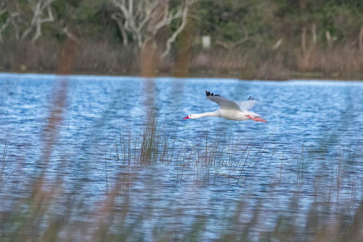 Coscoroba Swan - Raphael Kurz -  Aves do Sul