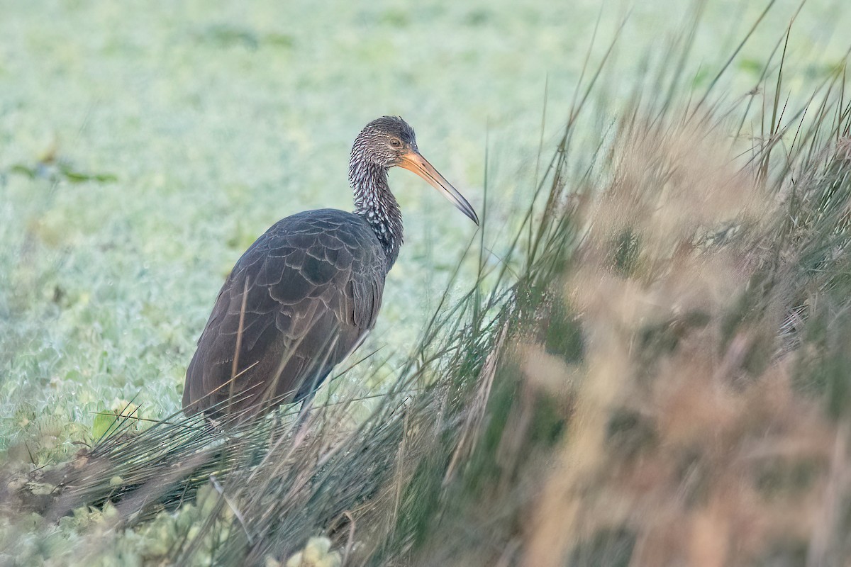 Limpkin - ML619650442