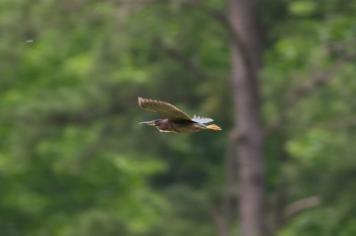 Green Heron - ML619650445