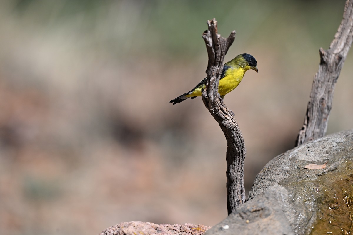 Lesser Goldfinch - Andrea Duran