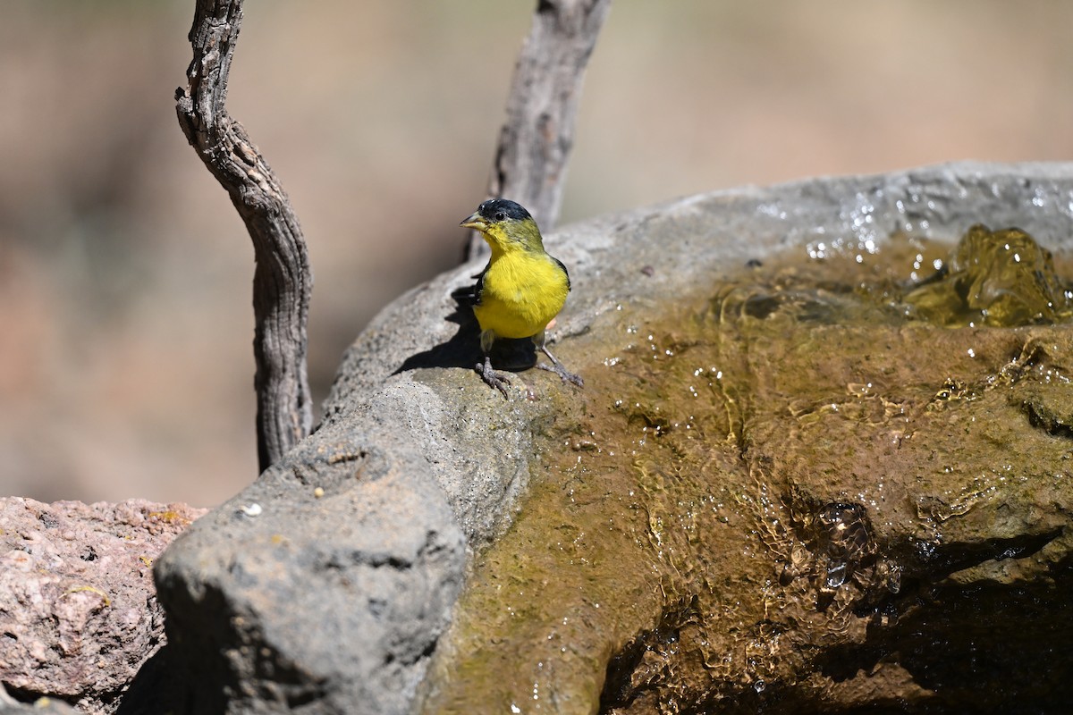 Lesser Goldfinch - Andrea Duran