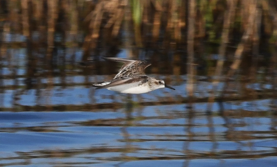 Semipalmated Sandpiper - David True