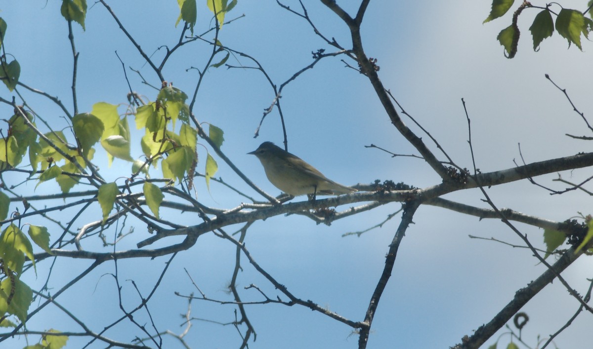 Tennessee Warbler - Paul Gould