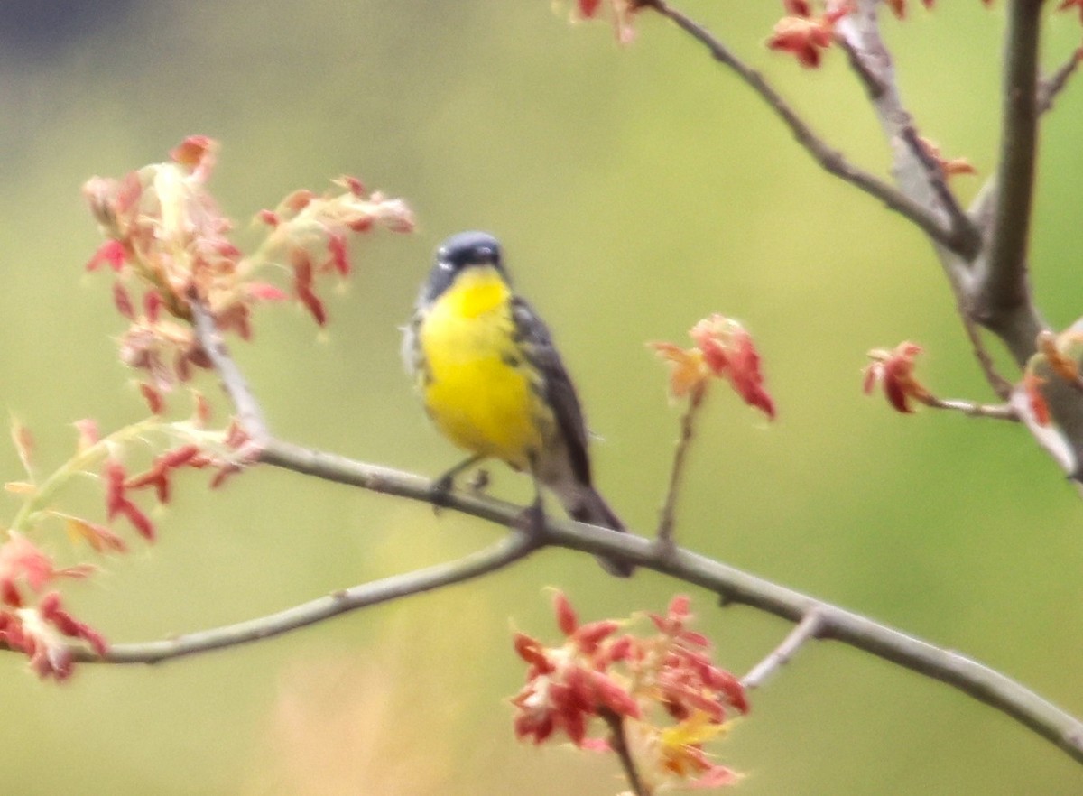 Kirtland's Warbler - ML619650464