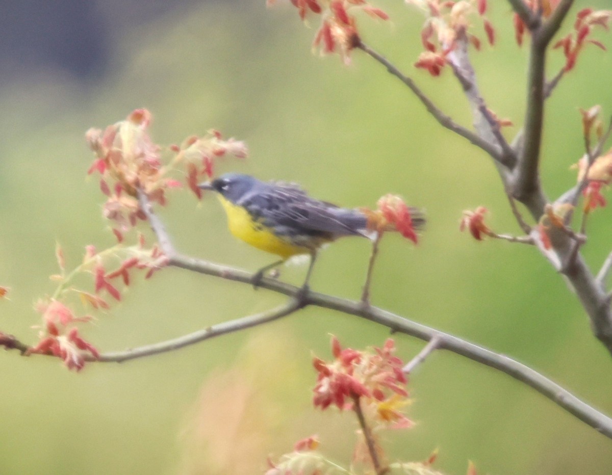 Kirtland's Warbler - Alan Shapiro