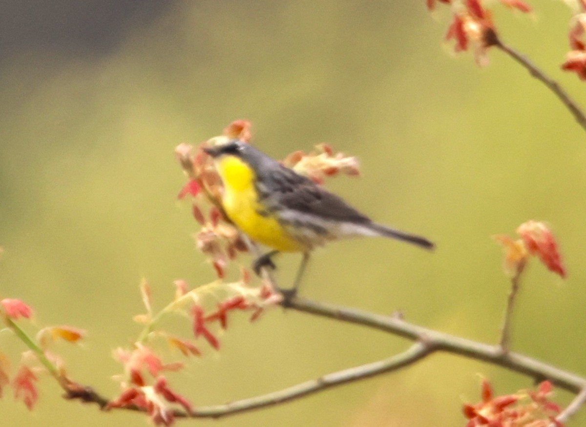 Kirtland's Warbler - ML619650467