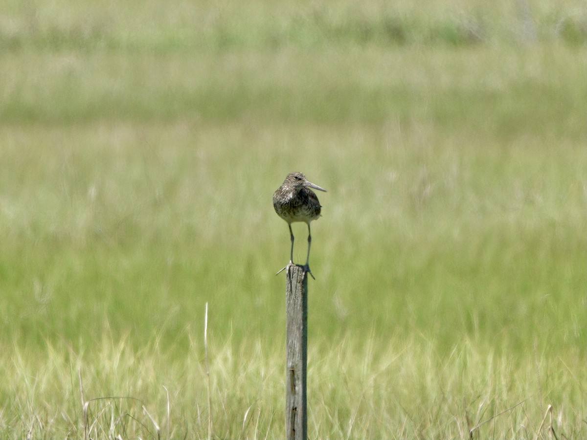 Willet (Eastern) - Yi-Ying Lee