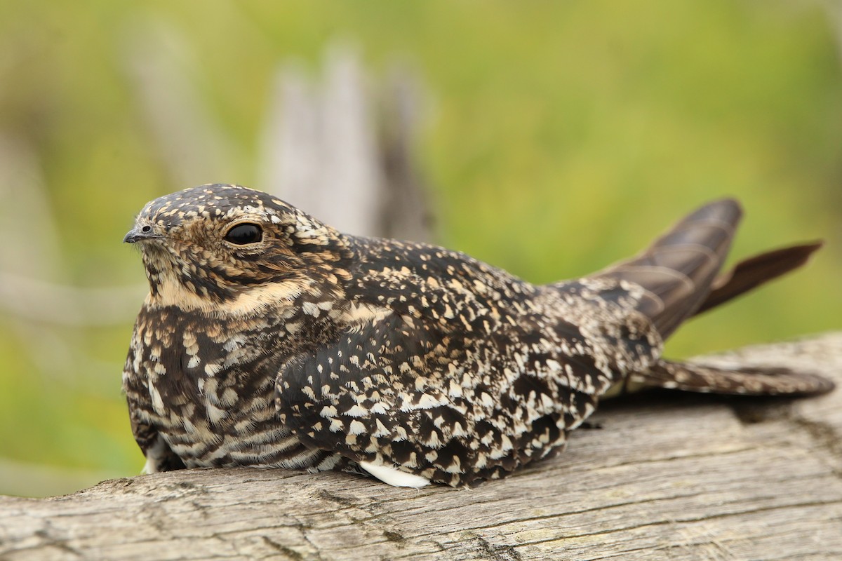 Common Nighthawk - Jamie Klooster