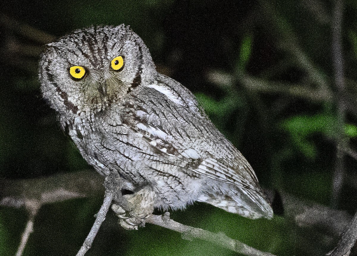 Western Screech-Owl - Kenneth Butler