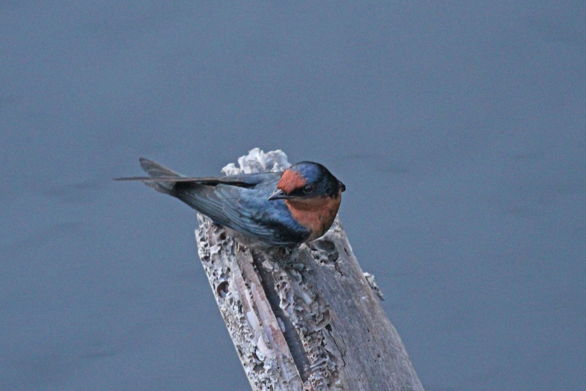 Pacific Swallow - ML619650481