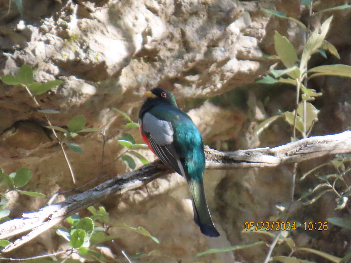 Elegant Trogon - Andy Harrison