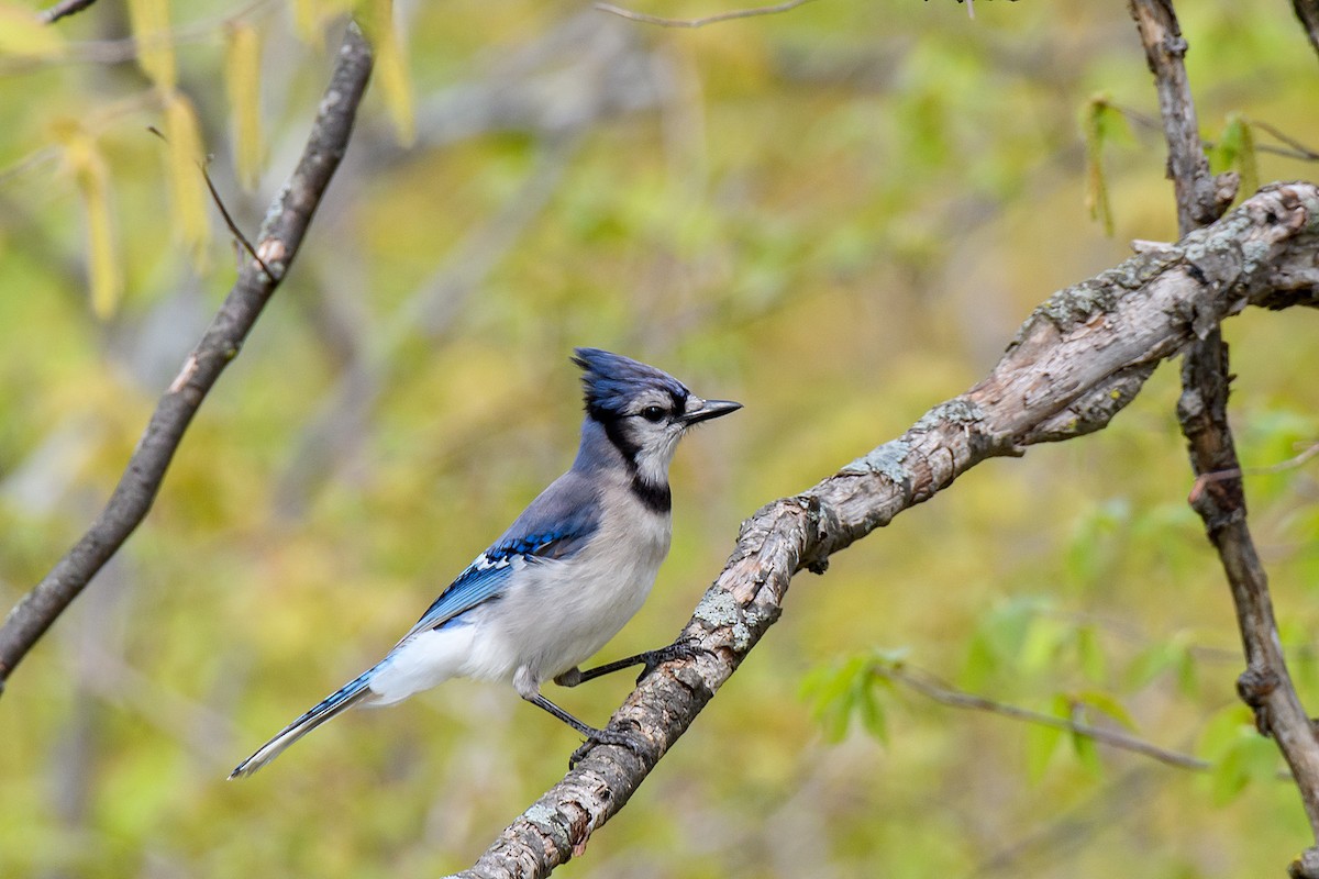 Blue Jay - Naseem Reza