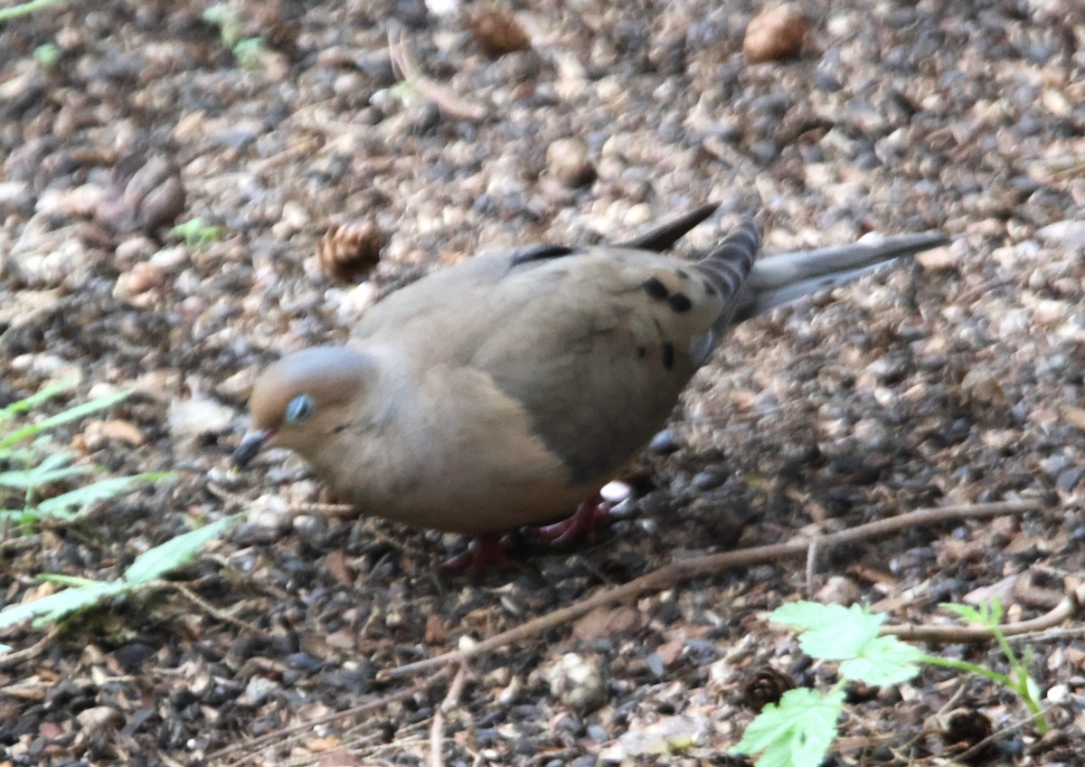 Mourning Dove - ML619650497