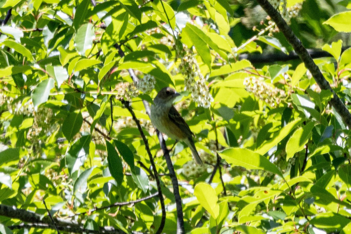 Indigo Bunting - Alex Brent