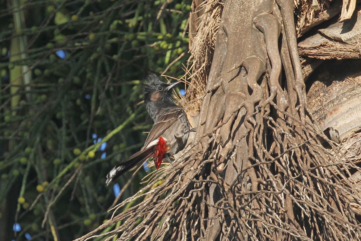 Red-vented Bulbul - Geoffrey A. Williamson