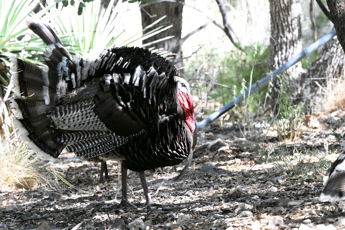 Wild Turkey - Andrea Duran