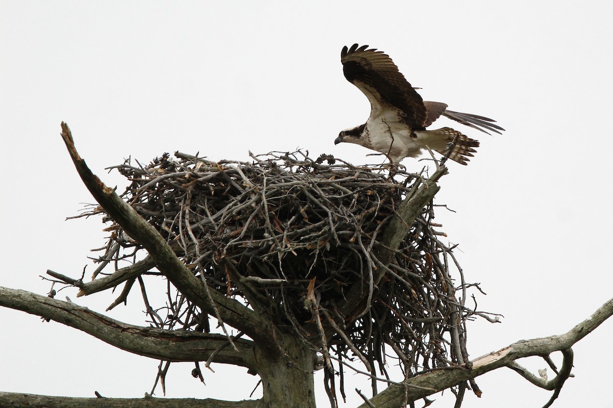 Osprey - Jamie Klooster