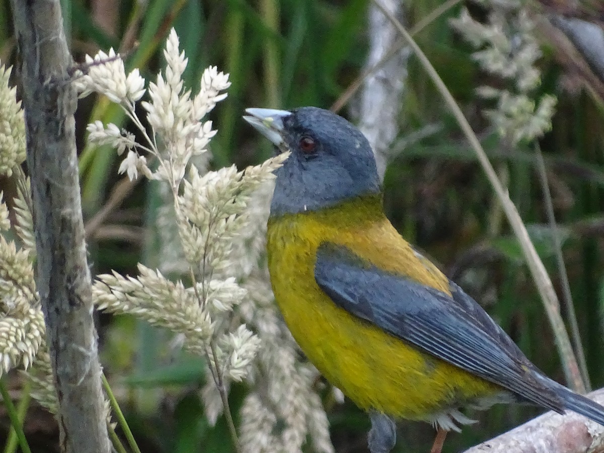 Patagonian Sierra Finch - ML619650506