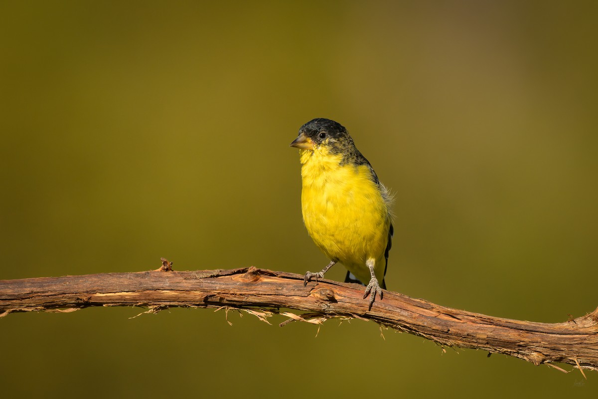 Lesser Goldfinch - ML619650512