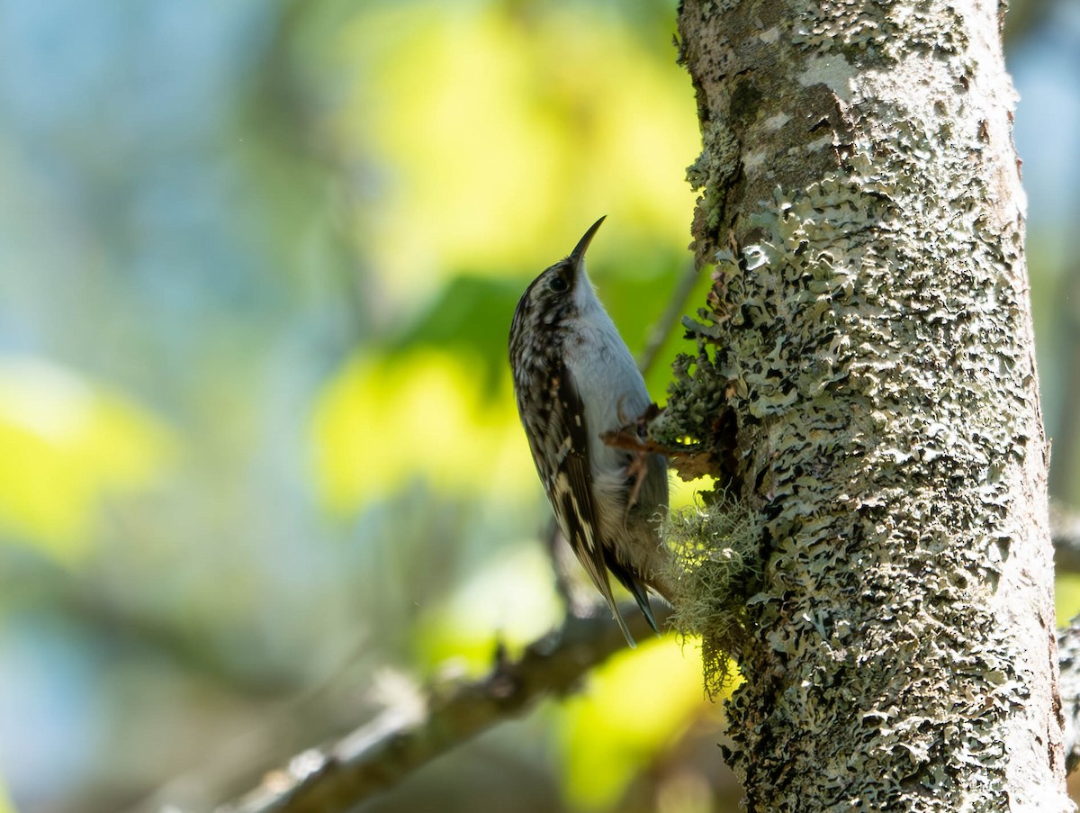 Brown Creeper - Natalie Barkhouse-Bishop