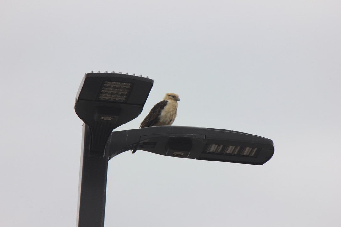 Caracara à tête jaune - ML619650534