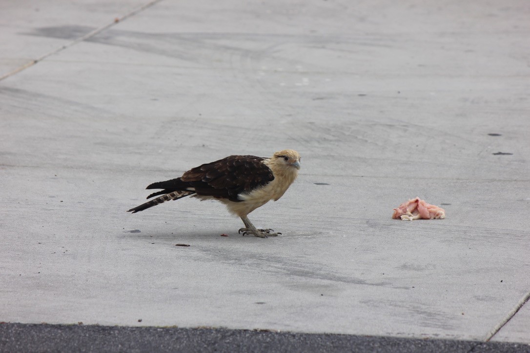 Caracara à tête jaune - ML619650537