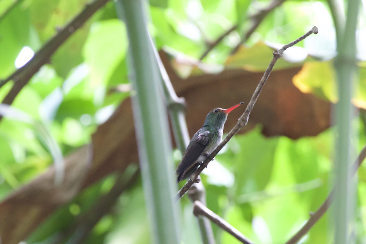 Rufous-tailed Hummingbird - allie bluestein