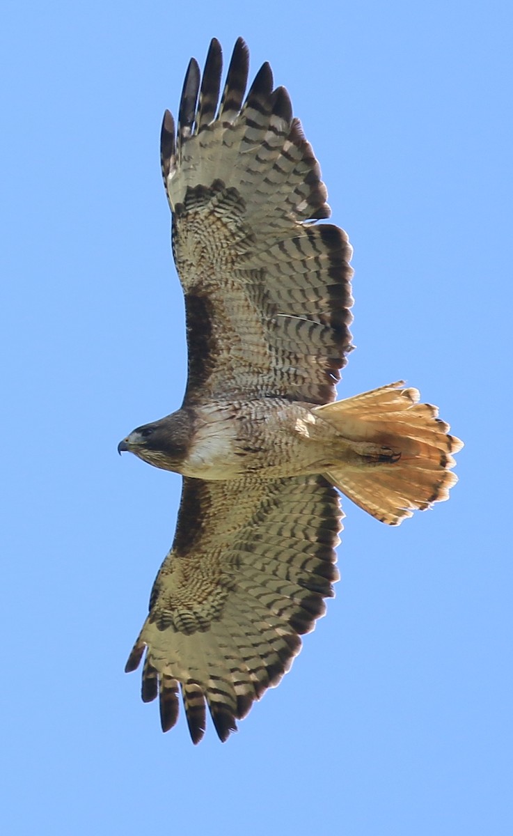 Red-tailed Hawk (calurus/alascensis) - ML619650543