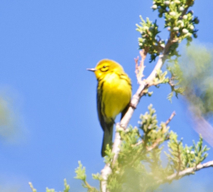 Prairie Warbler - ML619650545