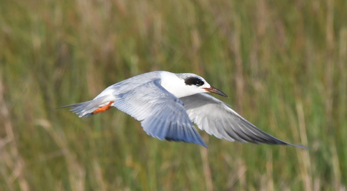 Forster's Tern - ML619650547