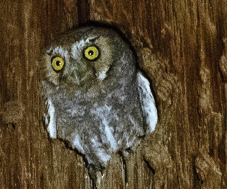 Elf Owl - ML619650559