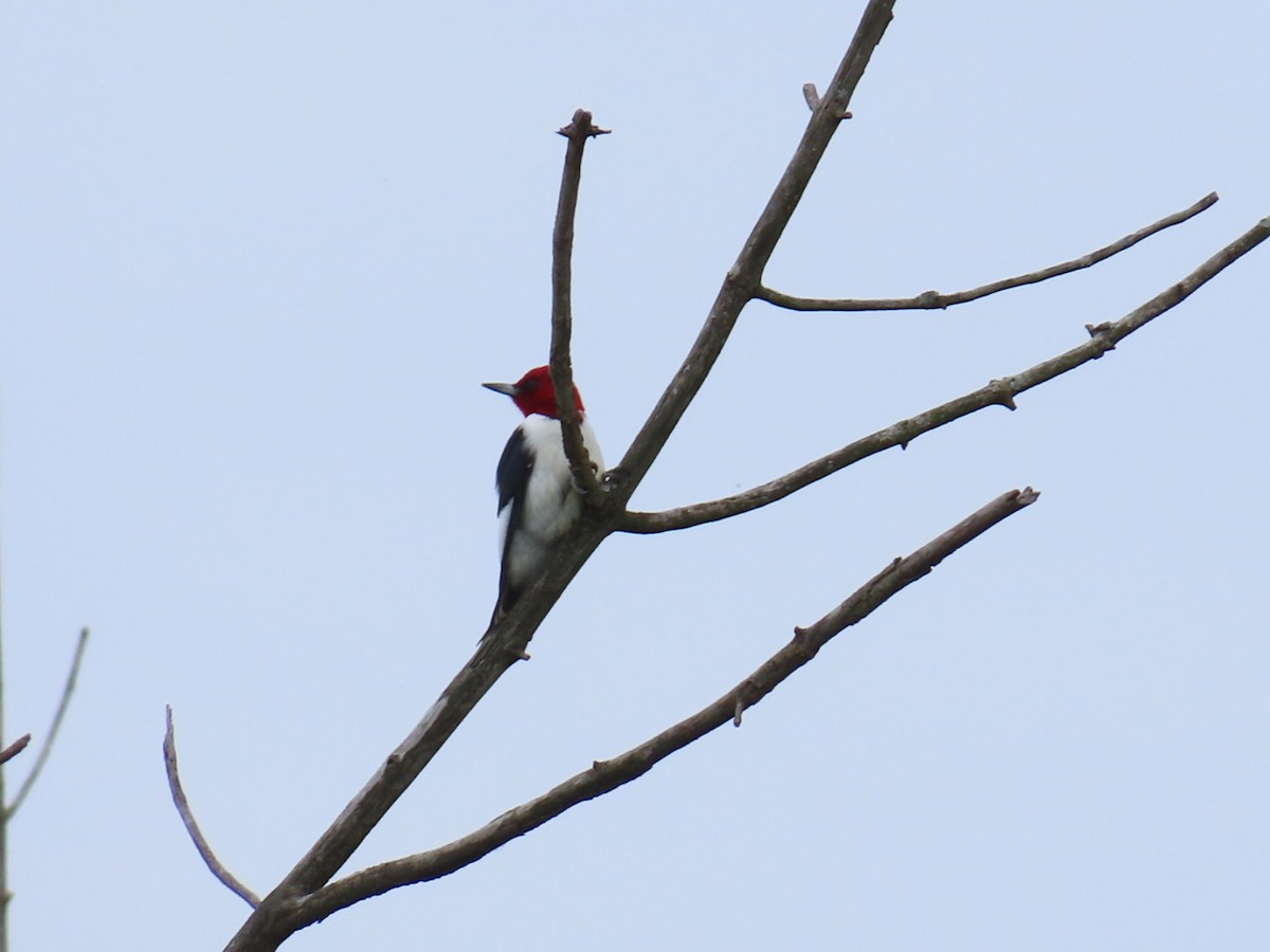 Red-headed Woodpecker - ML619650562