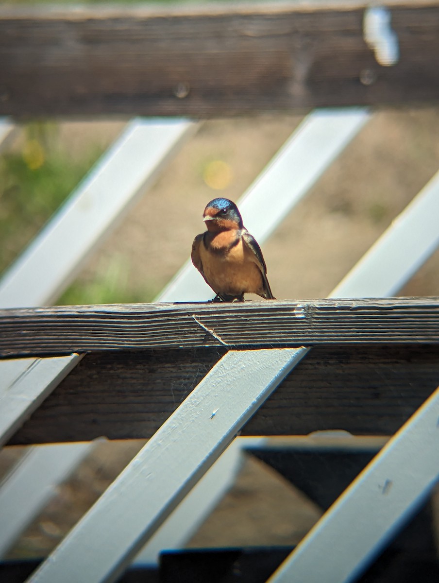 Barn Swallow - ayush gupta