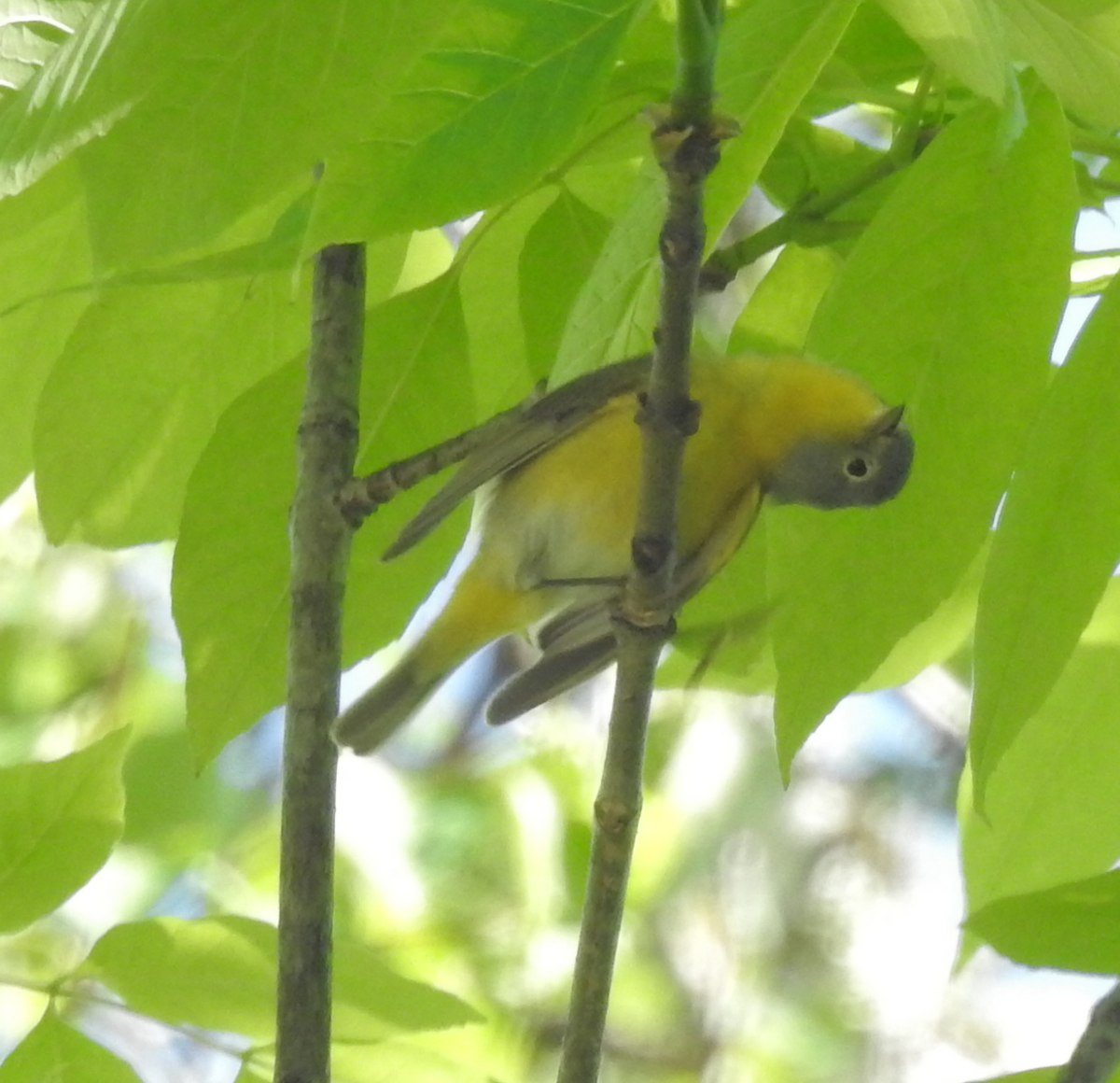 Nashville Warbler - ML619650565