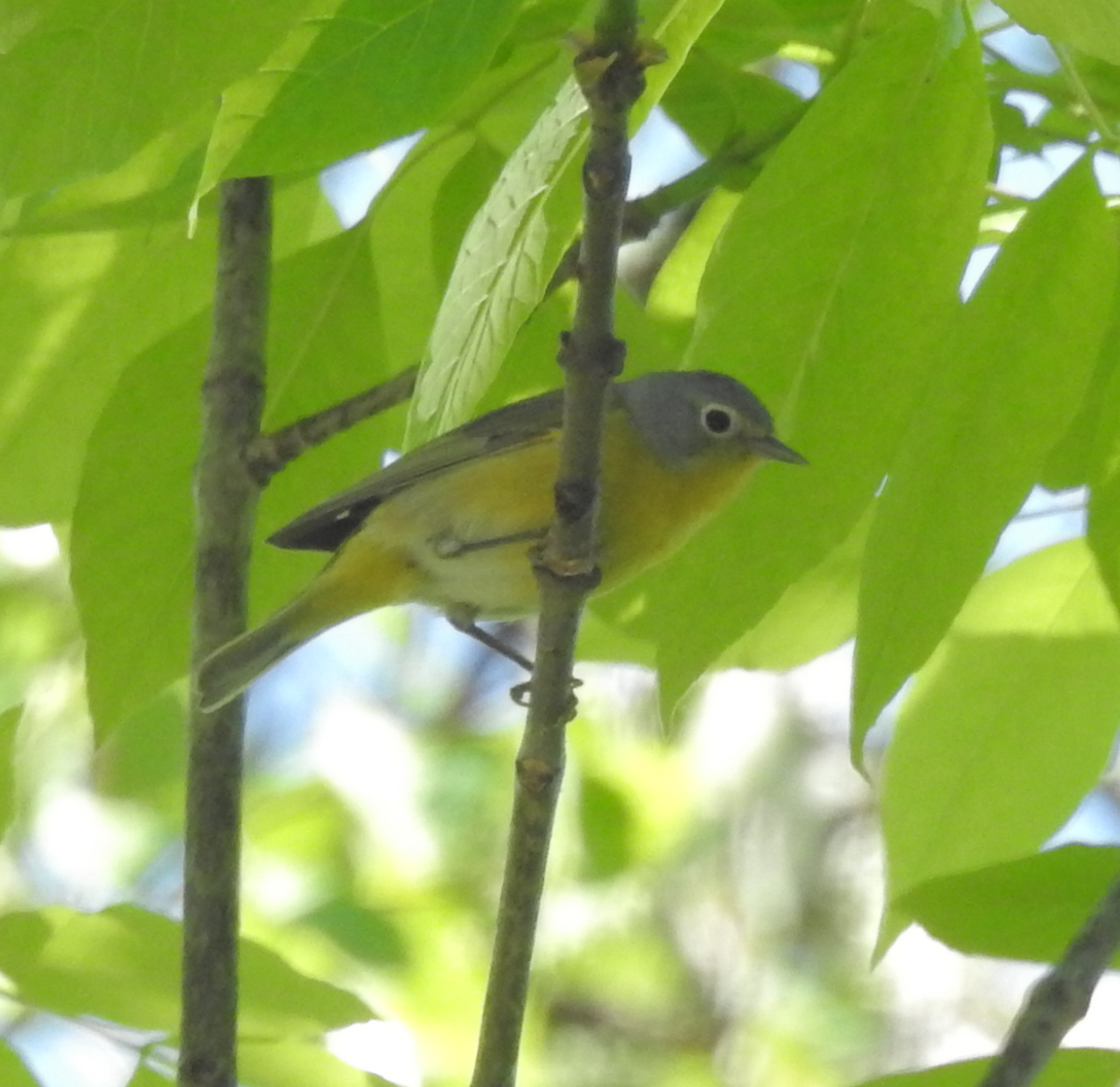 Nashville Warbler - ML619650566